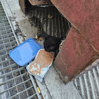 Gattino nero piccolo