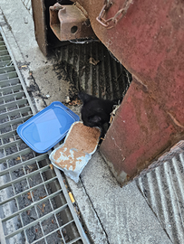 Gattino nero piccolo