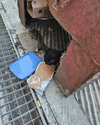 Gattino nero piccolo