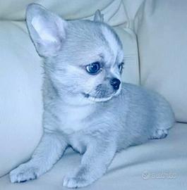 Chihuahua mini top Leggi