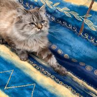 Siberiano per accoppiamento