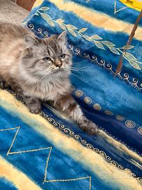 Siberiano per accoppiamento