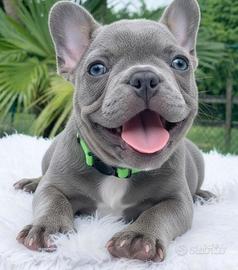 BULLDOG FRANCESE BLU CUCCIOLI - pag rateale