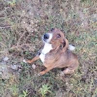 Femmina di Segugio maremmano per coniglio