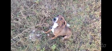 Femmina di Segugio maremmano per coniglio