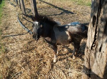 Vendita pony