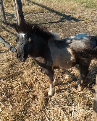 Vendita pony