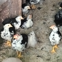 Polletti di razza Ancona e Livorno