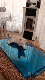 Gattini 2 mesi pee adozione