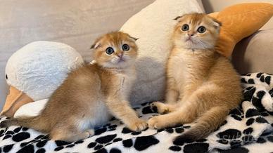 Gattini Scottish fold golden 