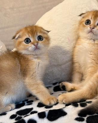 Gattini Scottish fold golden 