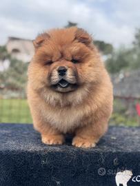 Chow chow cuccioli