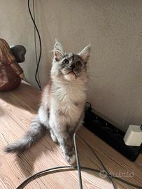 Maine coon - Ped. AFSI