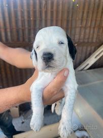 Cuccioli setter inglese