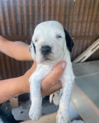 Cuccioli setter inglese