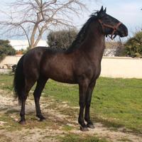 Cavallo murgese
