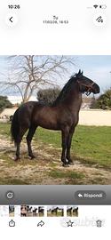 Cavallo murgese
