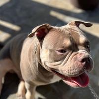 Maschio PER MONTA - AMERICAN BULLY MICRO EXO