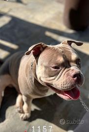 Maschio PER MONTA - AMERICAN BULLY MICRO EXO