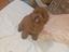 Immagine 3