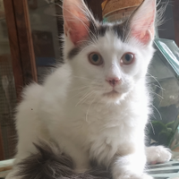 Cucciolo di maine coon