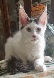 Cucciolo di maine coon