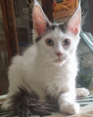 Cucciolo di maine coon