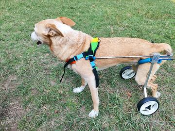Carrellino per cani