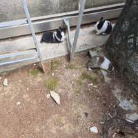 Vendita conigli nani