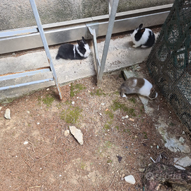 Vendita conigli nani