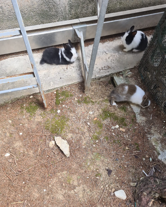 Vendita conigli nani