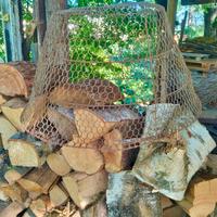 Gabbia vintage per pulcini