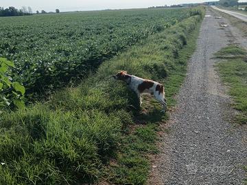 Breton maschio per accoppiamento