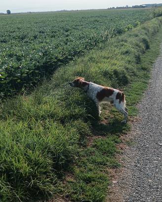 Breton maschio per accoppiamento