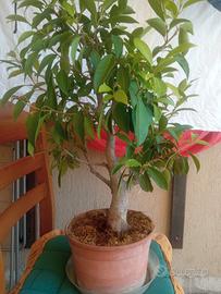 bonsai di ficus