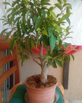 bonsai di ficus