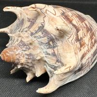 Conchiglia Cymbiola Imperialis 160 mm