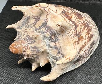 Conchiglia Cymbiola Imperialis 160 mm
