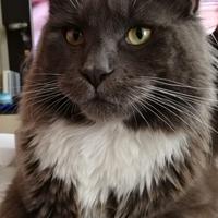 Cucciolone Maine Coon per monta