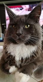 Cucciolone Maine Coon per monta