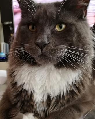 Cucciolone Maine Coon per monta