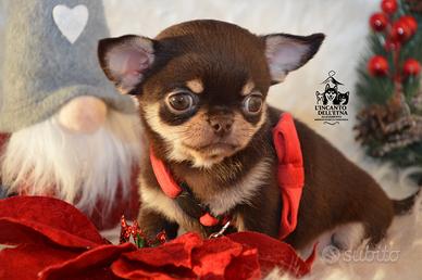 Chihuahua linea russa pedigree Enci