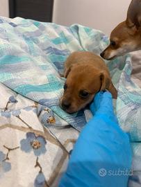 Cuccioli di pinscher