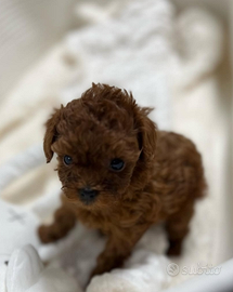 Barboncino mini Toy Red Brown 2 mesi