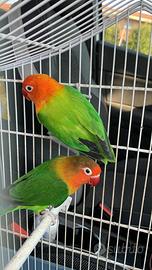 Coppia inseparabili Fisher