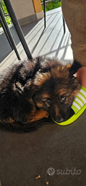 Cuccioli maschio pastore tedesco