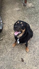 Incrocio tra rottweiler e pastore tedesco