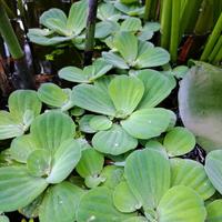 Pistia Stratiotes pianta d'acqua galleggiante 