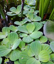 Pistia Stratiotes pianta d'acqua galleggiante 