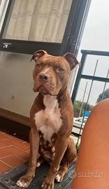 Cuccioli Pitbull Red Nose
